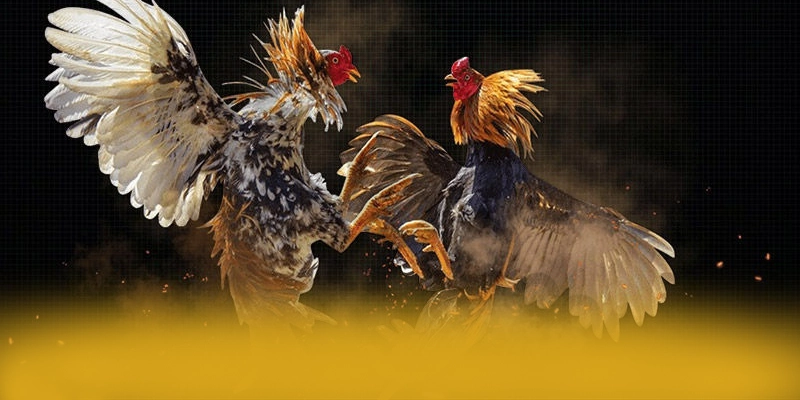 Đánh giá từ thành viên đã trải nghiệm về 8XBET