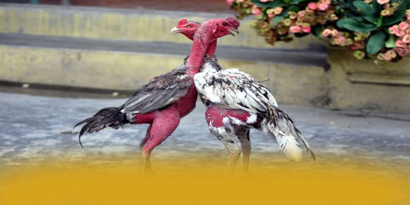 Khuyến mãi khủng dành cho thành viên mới và cũ tại BET168