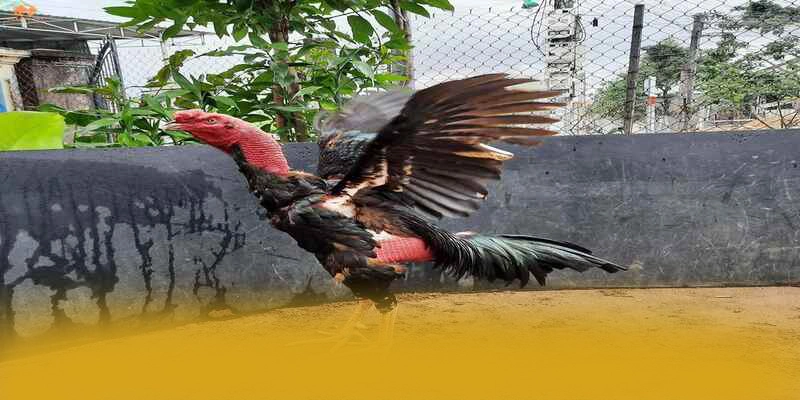 Hệ thống hỗ trợ người chơi tại 8xbet